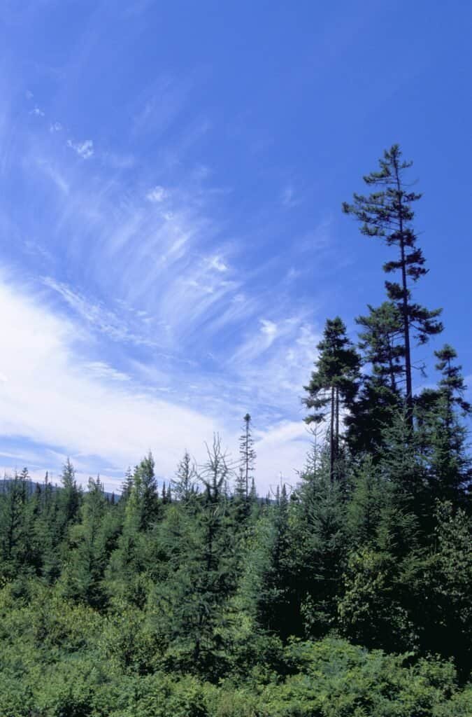 Evergreen forest landscape, symbolizing content that stays relevant year after year