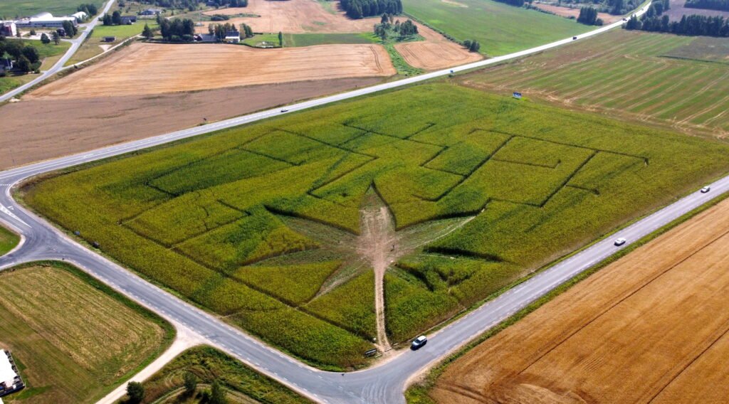 Aerial view of a branching labyrinth path cut into a green field