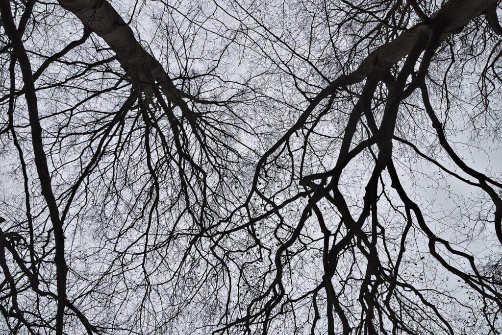 Bare tree branches splitting into many paths against a cloudy sky, representing multiple branching reasoning paths